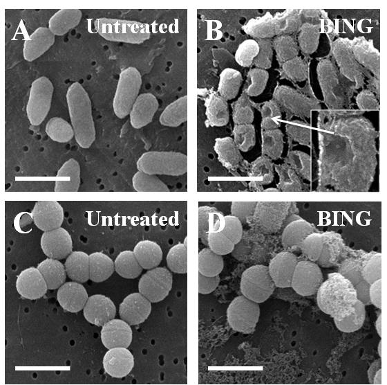 Fig 2. Scanning electron micrographs of E. tarda (A-B) and S. pyogenes (C-D) bacteria incubated with BING