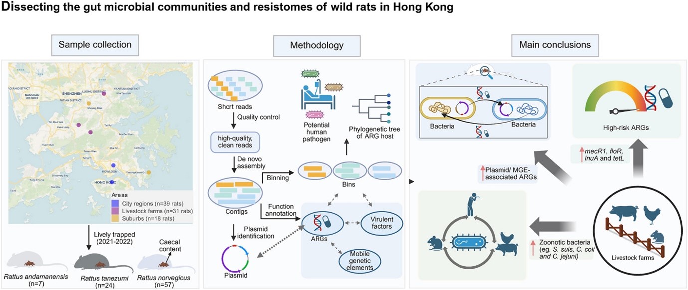 Dissecting the gut microbial communities and resistomes of wild rats