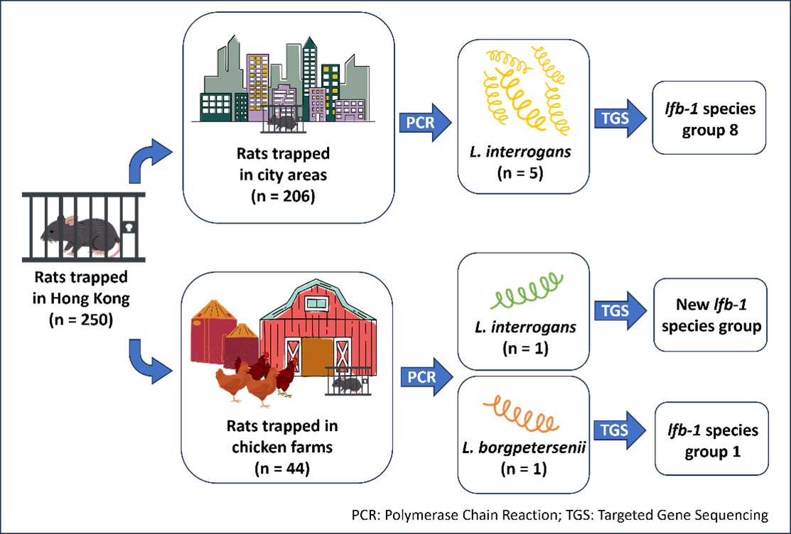 Detection of pathogenic Leptospira