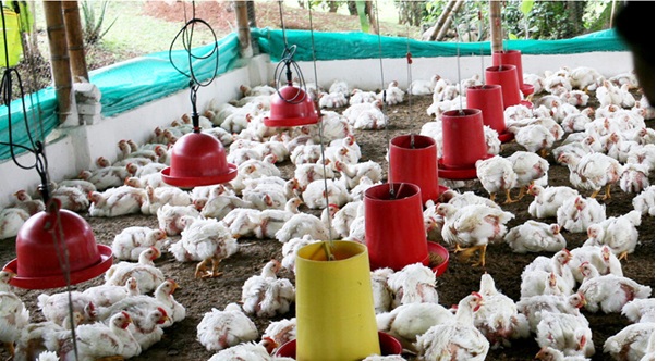 poultry farming in Colombia
