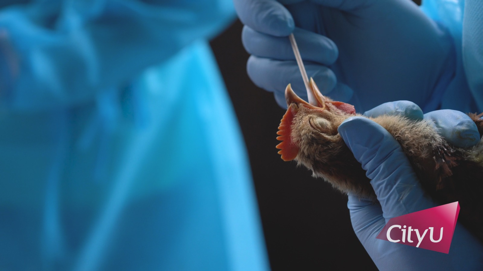 Poultry Health Assurance Scheme