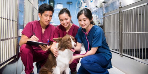 College of Veterinary Medicine and Life Sciences.png