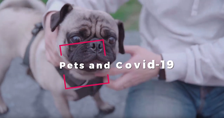 CityU Releases Video on Covid-19 and Pets