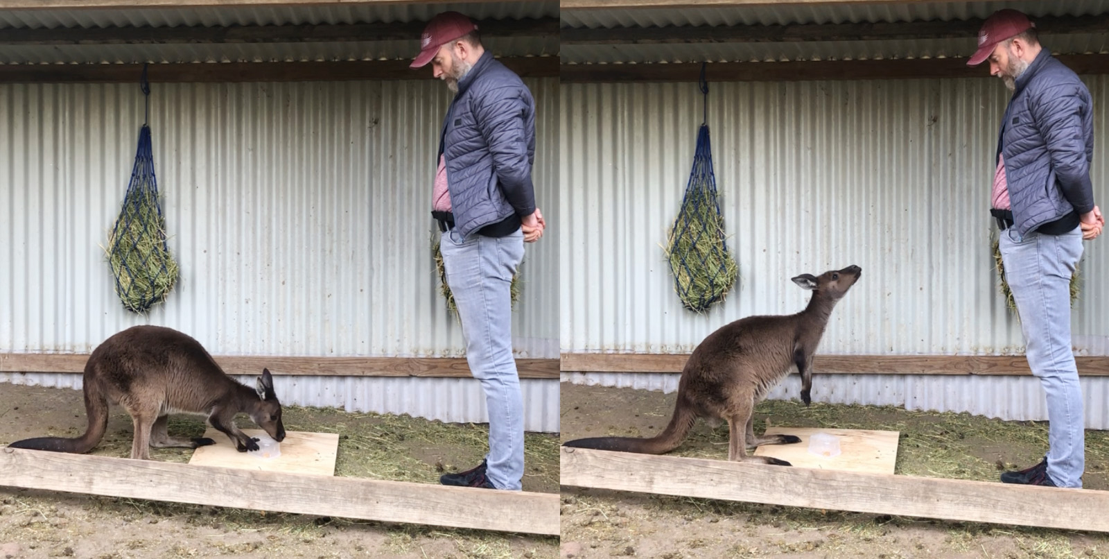 CityU researcher: Kangaroos can intentionally communicate with humans