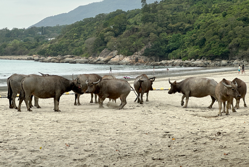 The Lantau buffalo project just launched their awesome new website