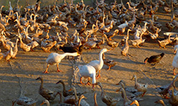 The Relationship Between the Free-Grazing Duck System and Avian Influenza Persistence in Vietnam