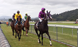 Study About Risk Factors for Race-Day Fatality in Flat Racing Thoroughbreds Features on Horsetalk.co.nz