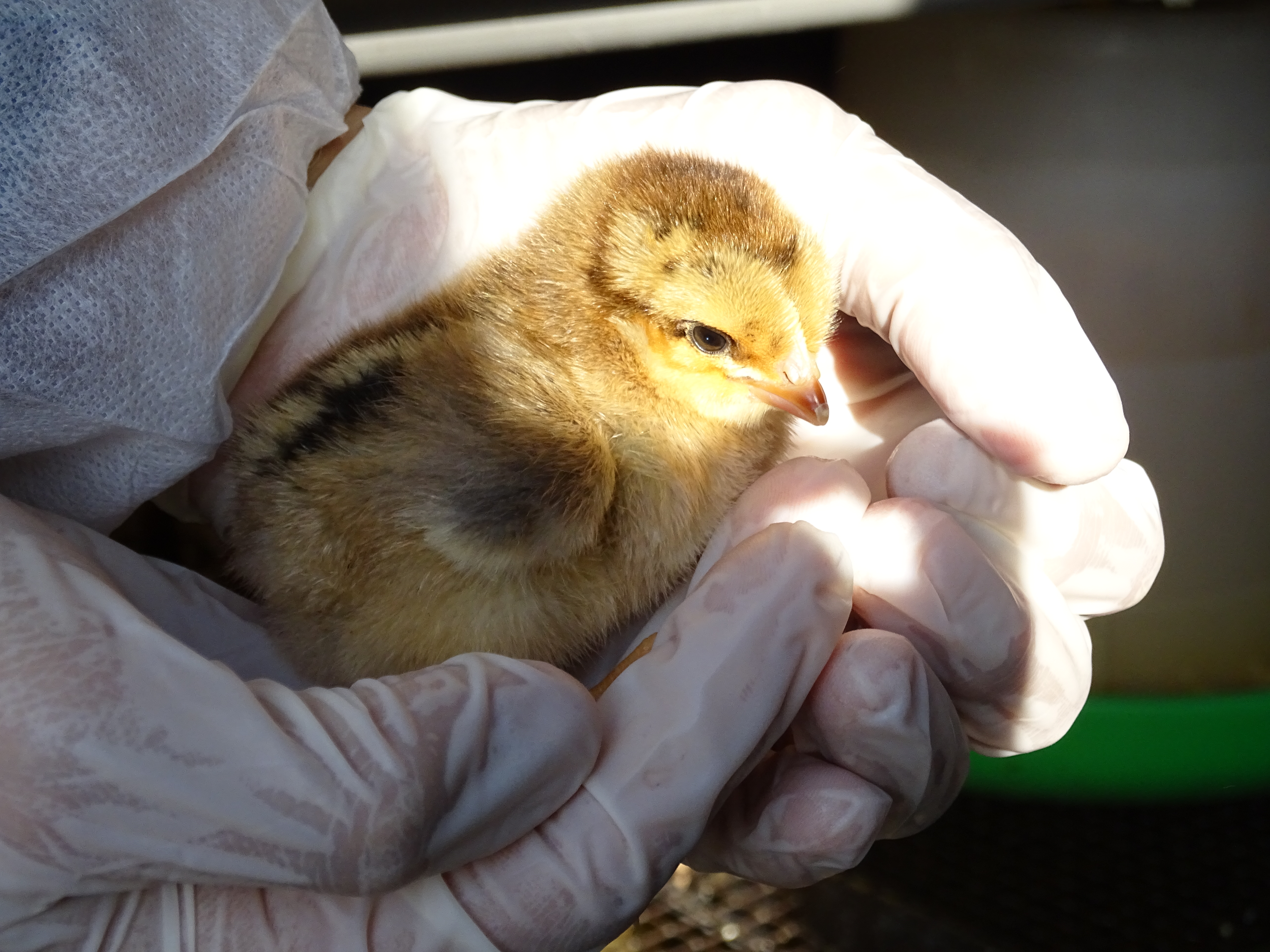 Research Themes and Projects