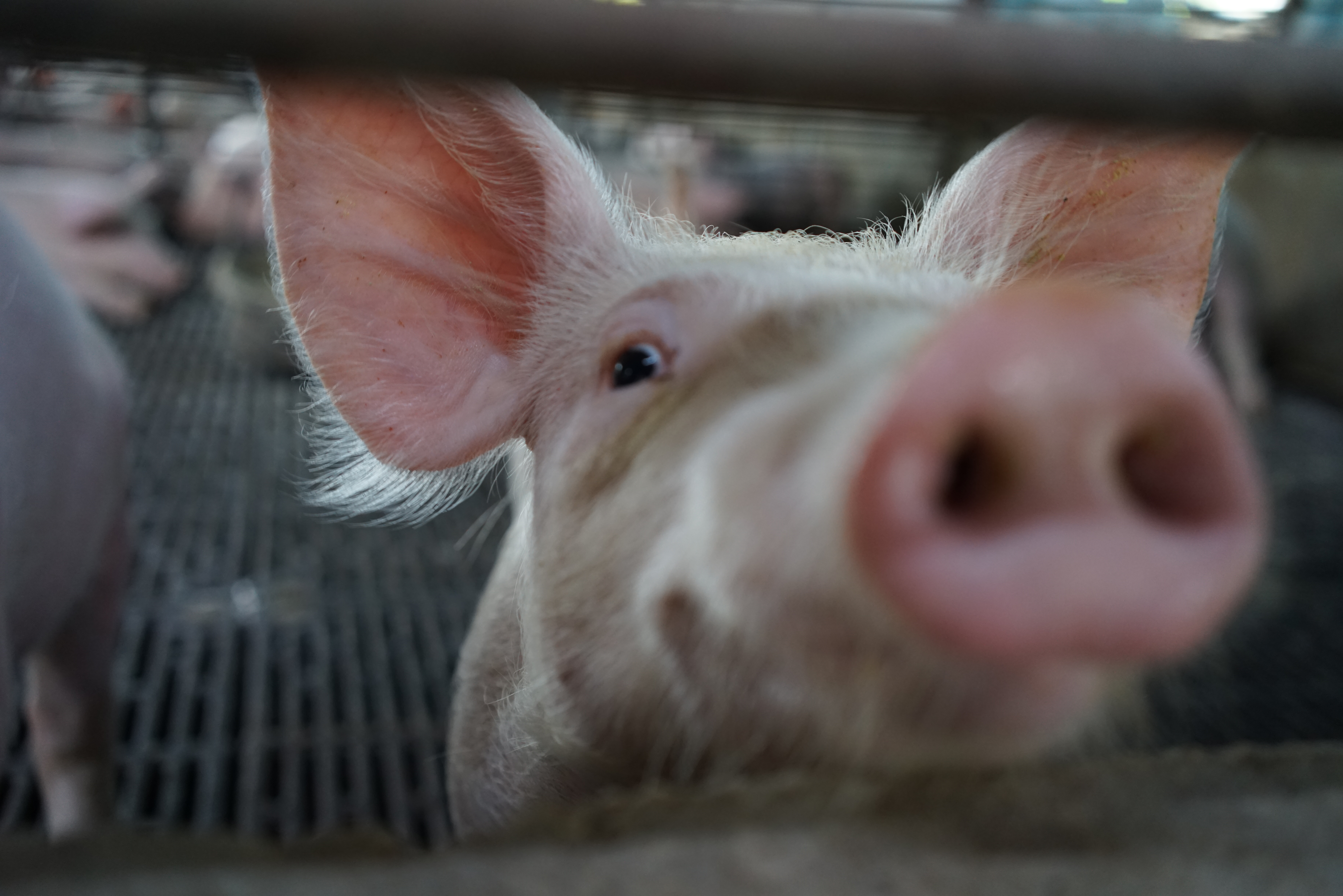 Research Themes and Projects