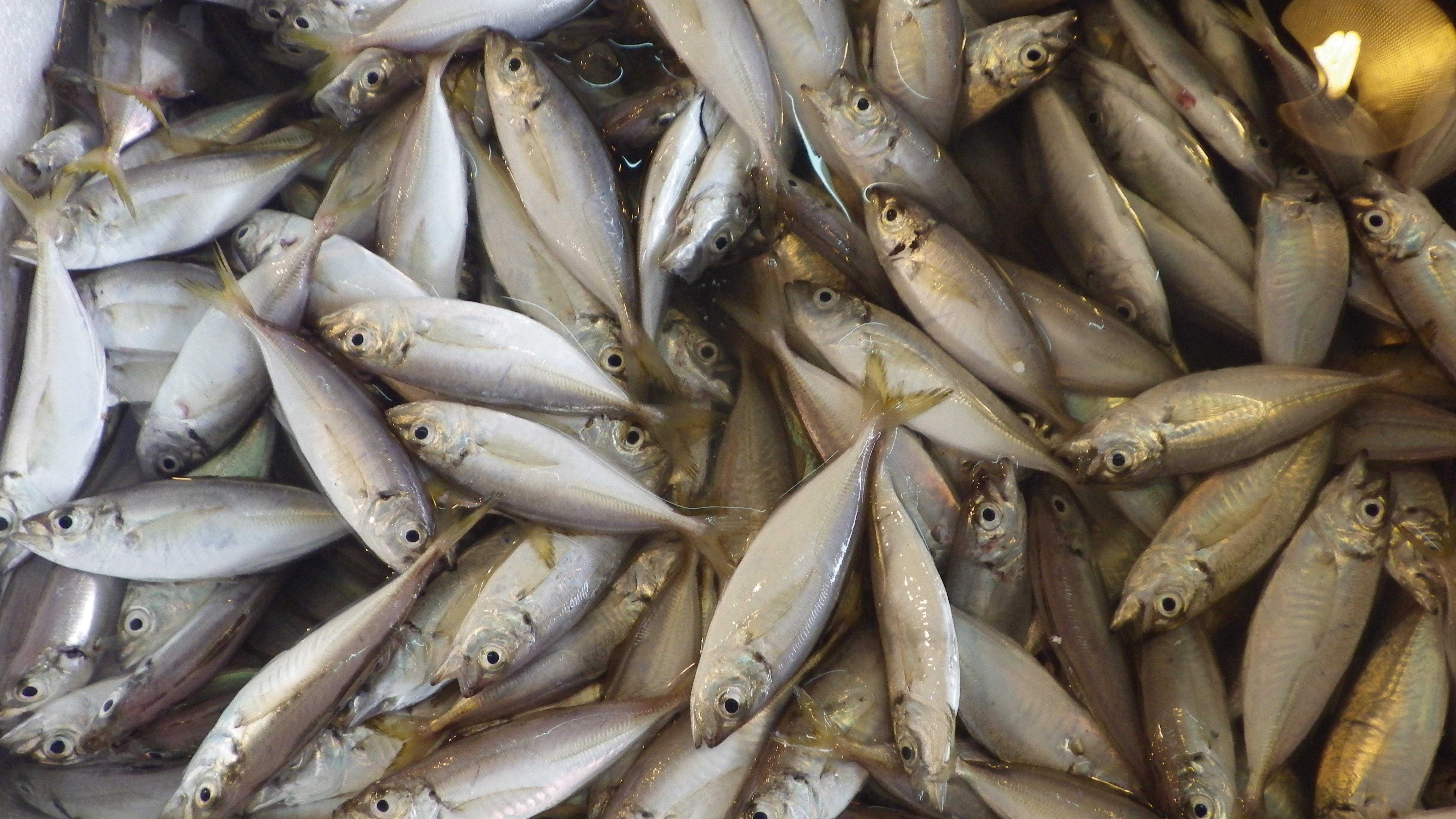 Research Themes and Projects