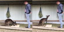 A kangaroo displays gaze alternation between the transparent box with food inside it and with a human.