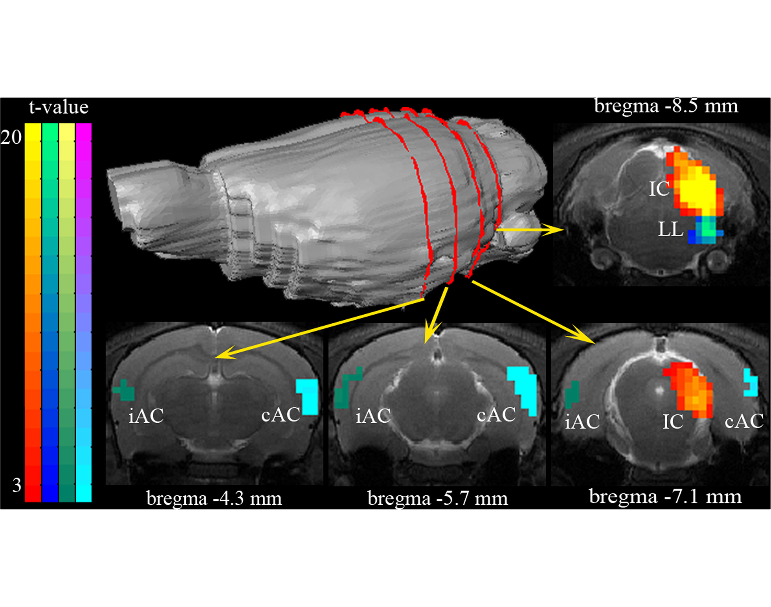 1-s20-S1053811917304287-gr4_lrg_condon2