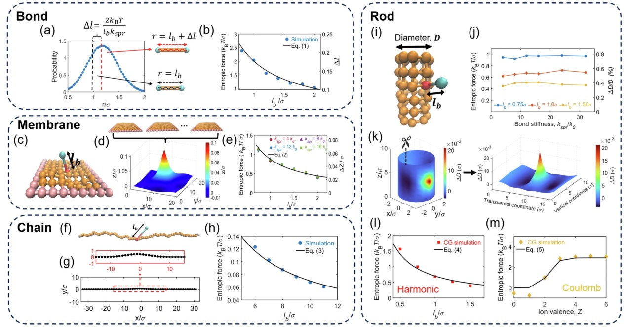 A universal entropic pulling force caused by binding