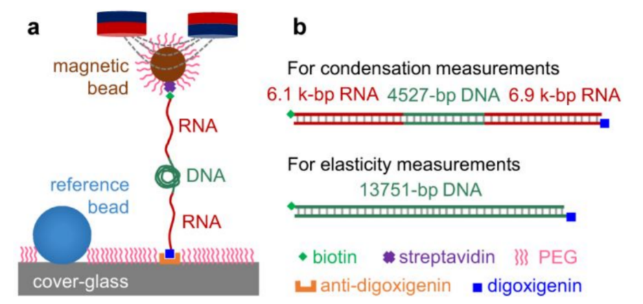 Cytosine methylation enhances DNA condensation revealed by equilibrium measurements using magnetic tweezers