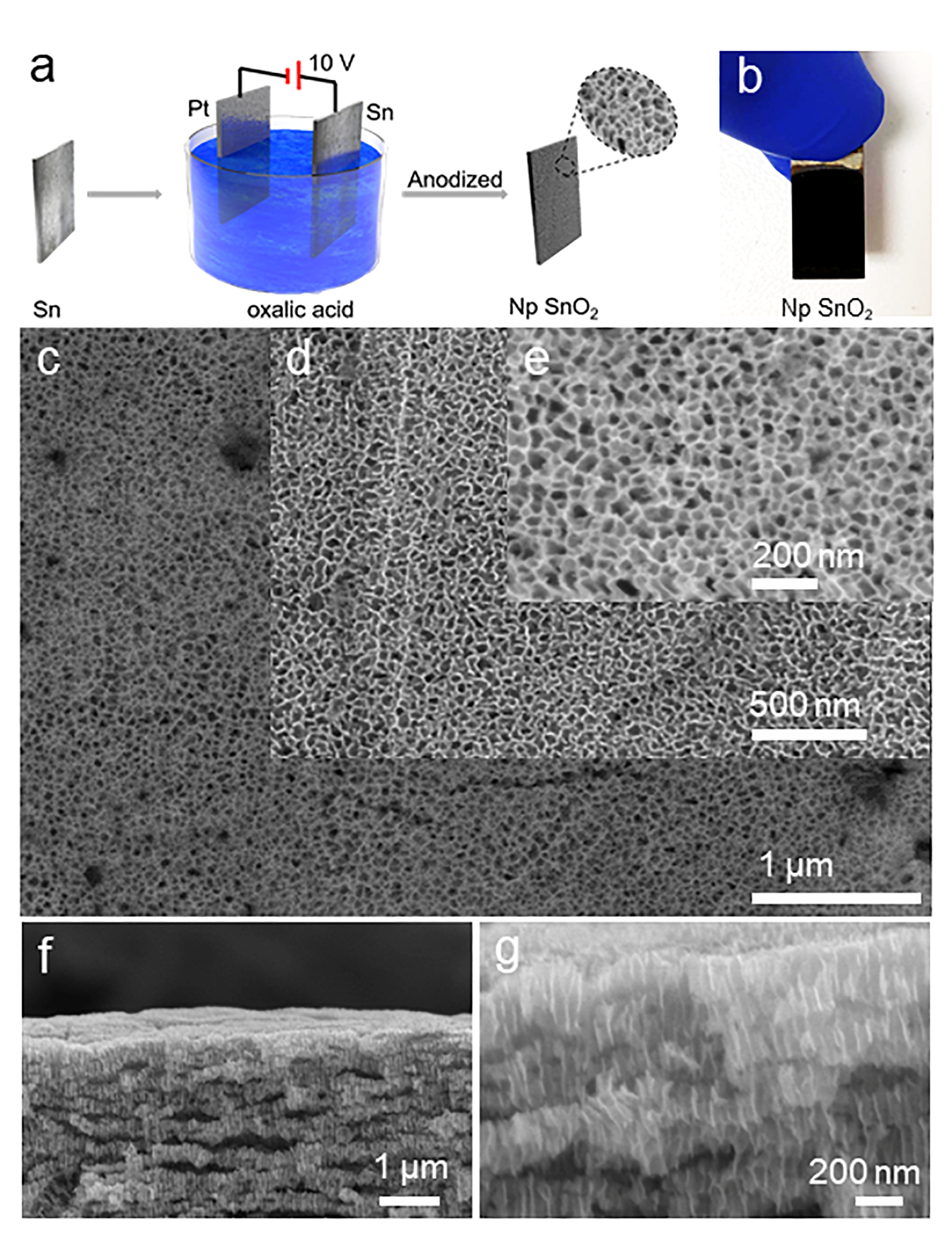 Stability improvement for dried droplet pretreatment by suppression of coffee ring effect using electrochemical anodized nanoporous tin dioxide substrate