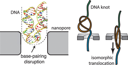 DNA Knot Malleability in Single-Digit Nanopores
