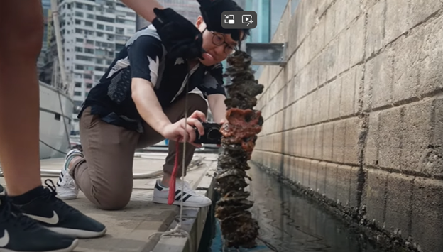 The Rolex China Sea Race