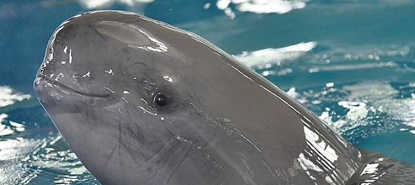 Finless Porpoises