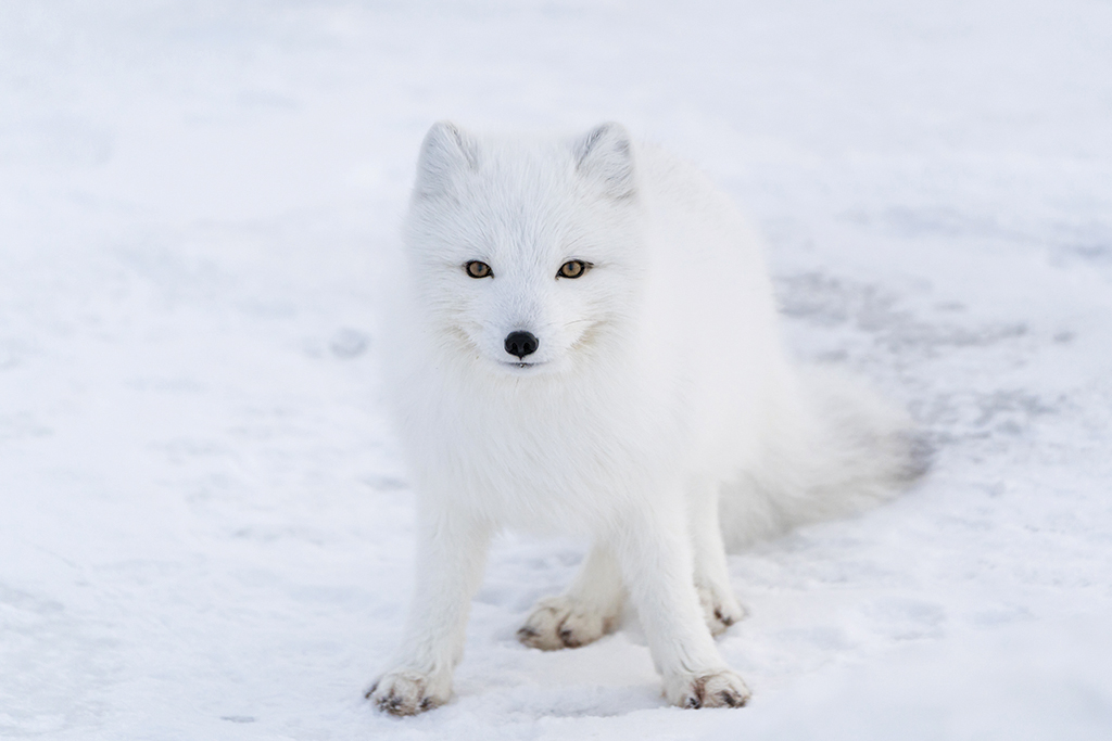 Encounter on Snow