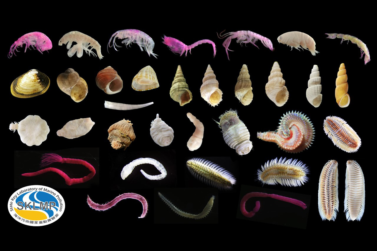Macro-benthic marine organisms 
