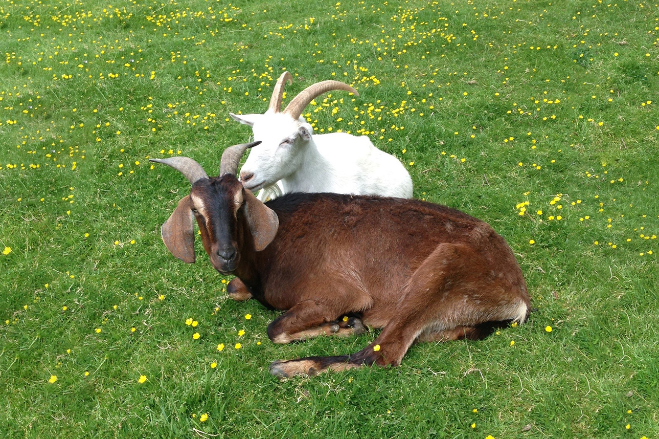 Goats at the Buttercups Sanctuary for Goats in the UK (photo credit to Dr Alan McElligott)