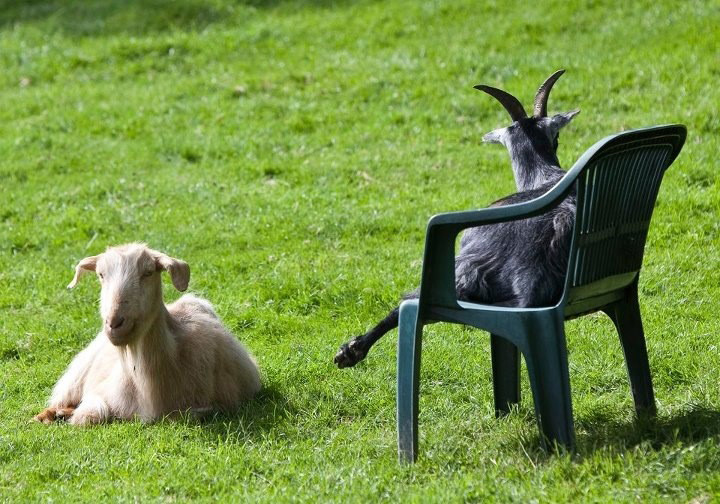 Goats at the Buttercups Sanctuary for Goats in the UK (photo credit to Dr Alan McElligott)