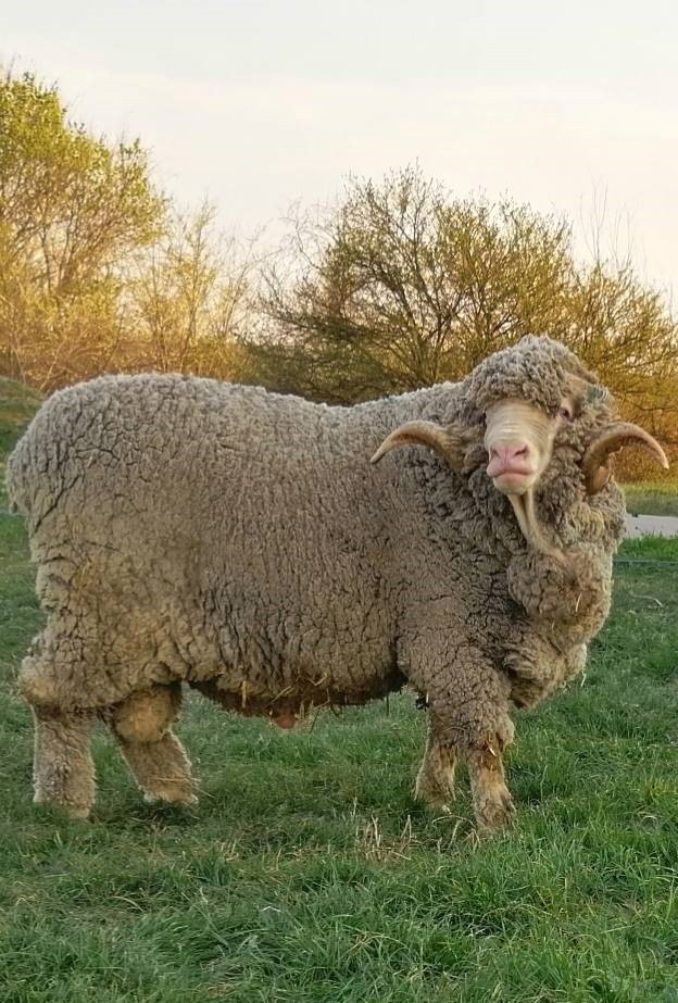 Sheep in Romania (photo credit to Ms Lesley Prior)