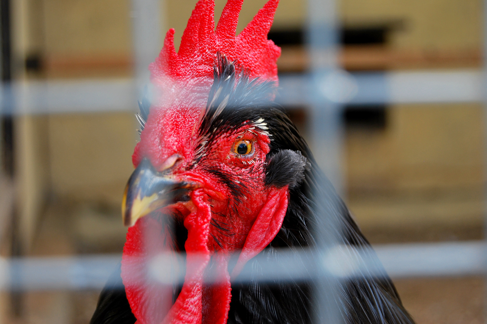 該算法可準確檢測雞隻因內在身體狀況或外在因素而受到壓力。