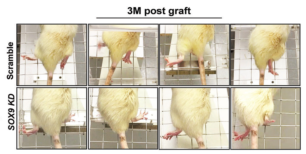 The treated mice (bottom) performed much better in placing their affected hind paws correctly on the grid with fewer misdirected steps than the untreated mice (upper).