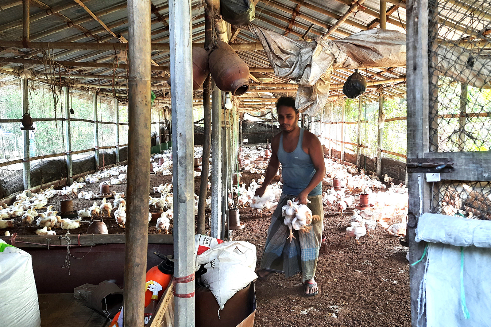 Poultry farm in Chattogram. 