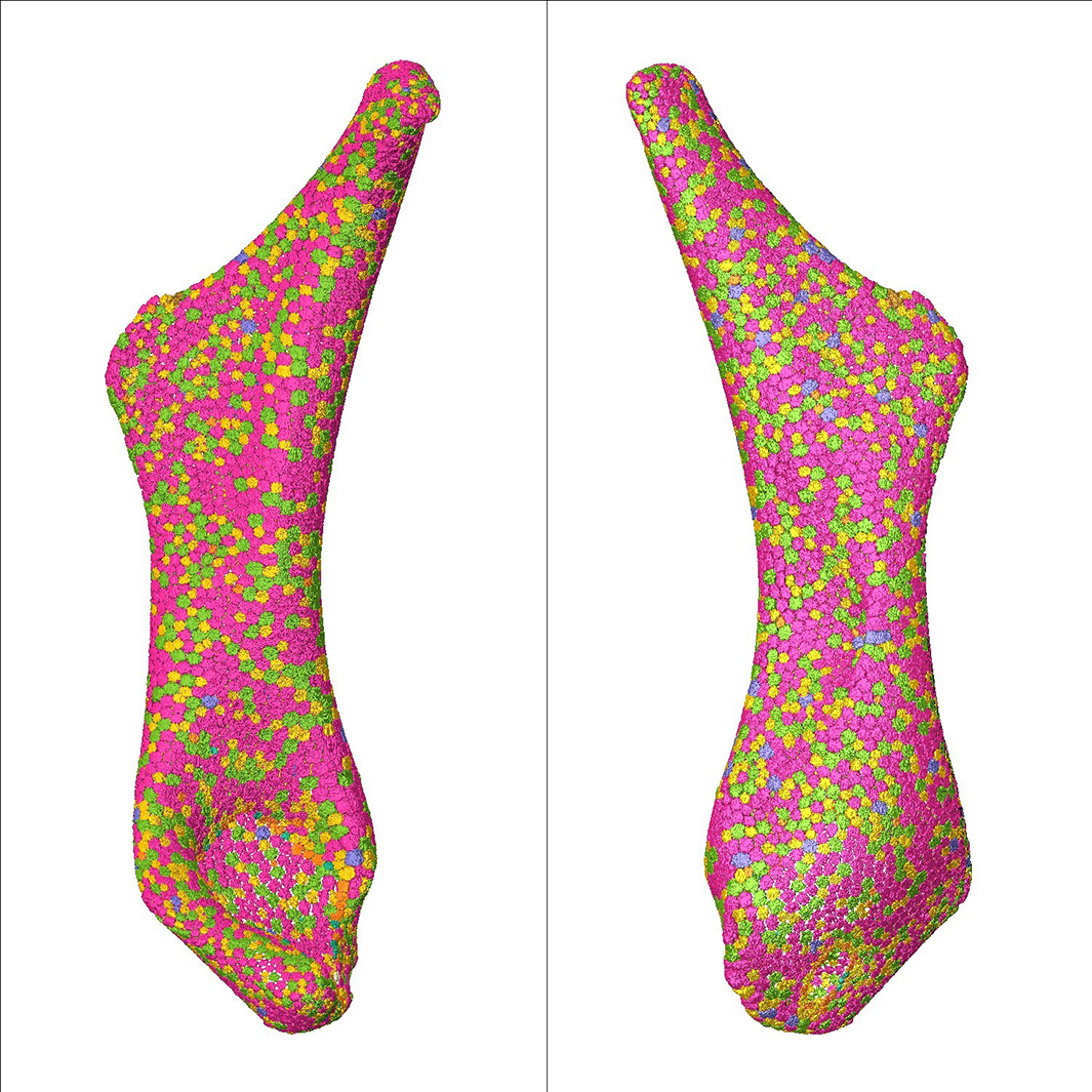 Using high-resolution micro CT data of the skeleton, stingray tesserae are coloured according to measured data. (Photo: Binru Yang/Mason Dean)