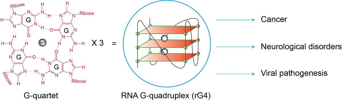 RNAs