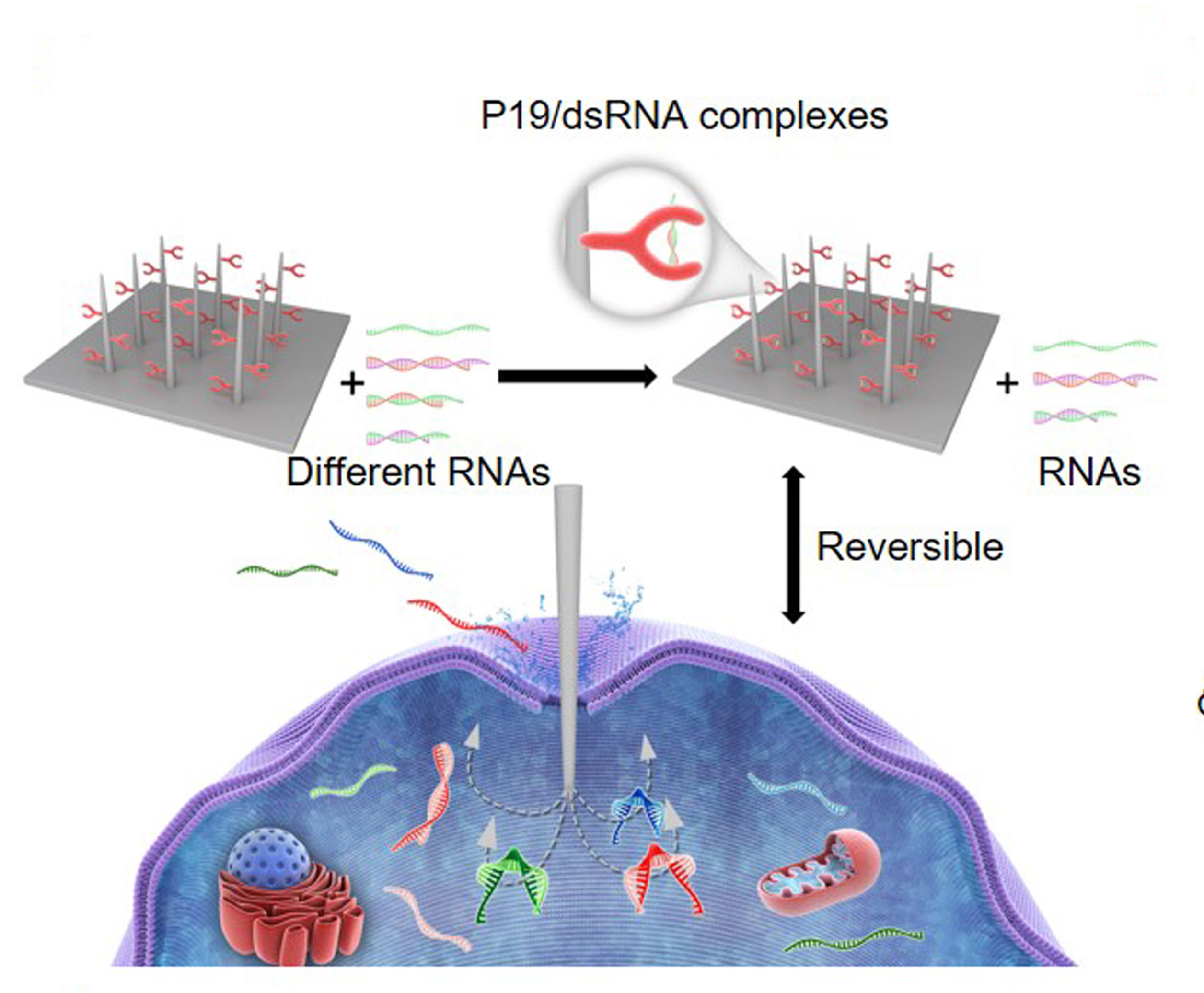 Fishing miRNAs from individual living cells