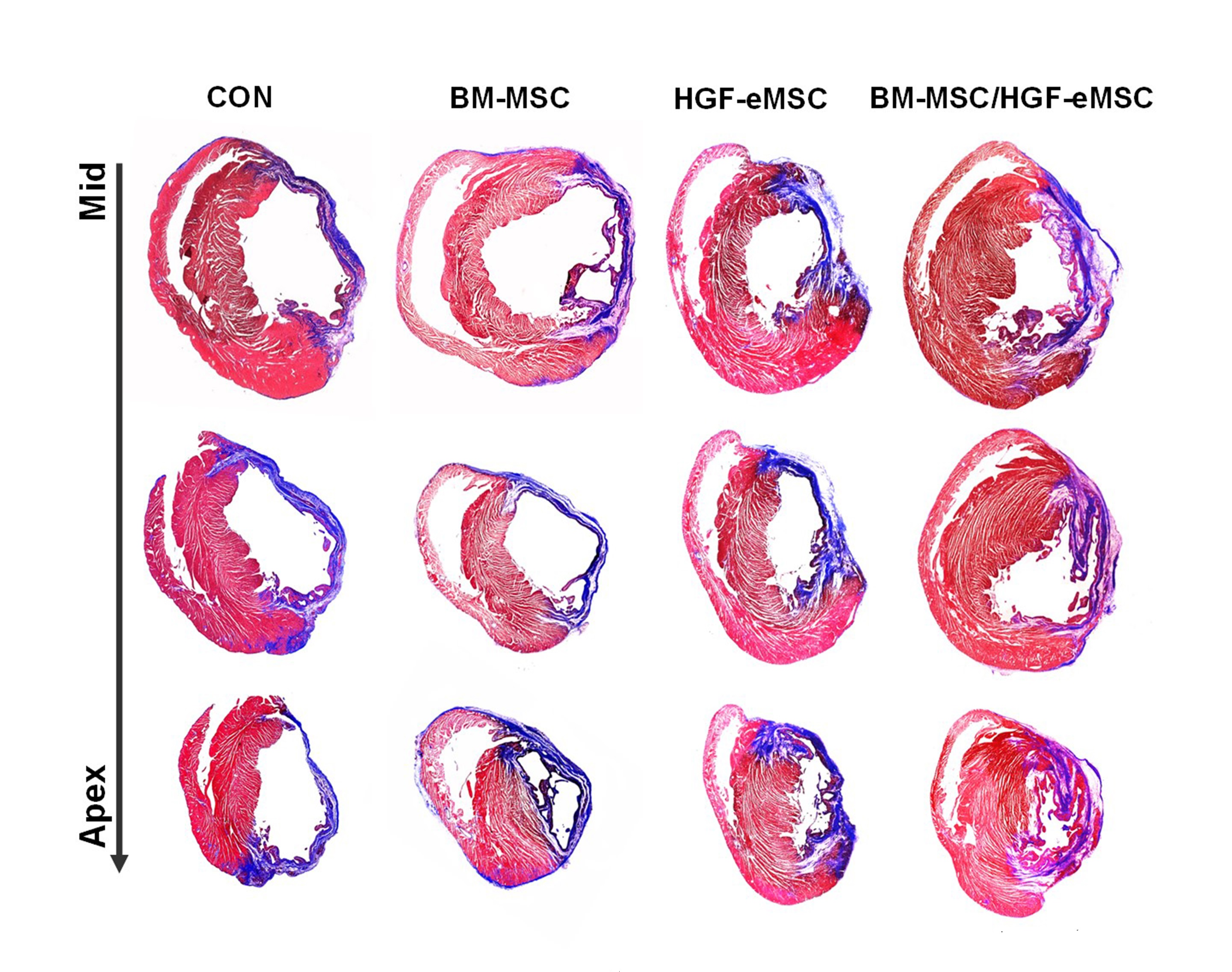 Heart tissue comparison with or without priming