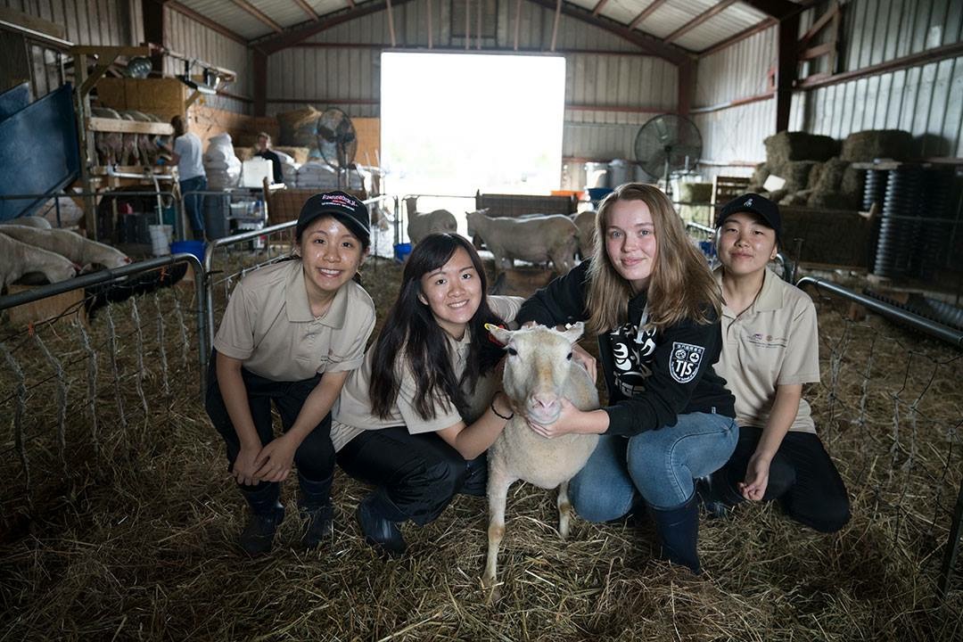 Joey Lam (1st from left) learns how to take care of goats at the farm at Cornell University.
