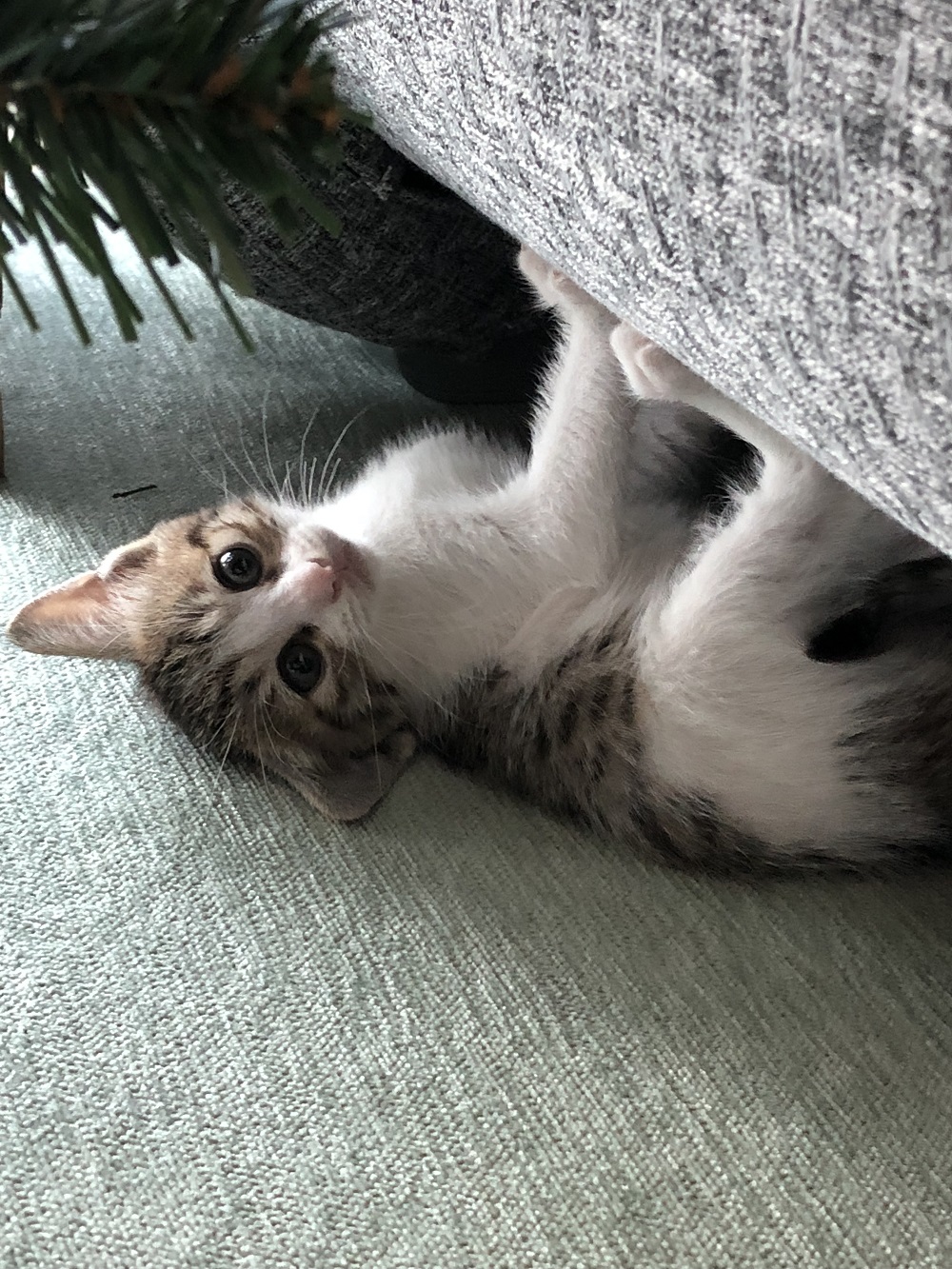 4 months sale cat years