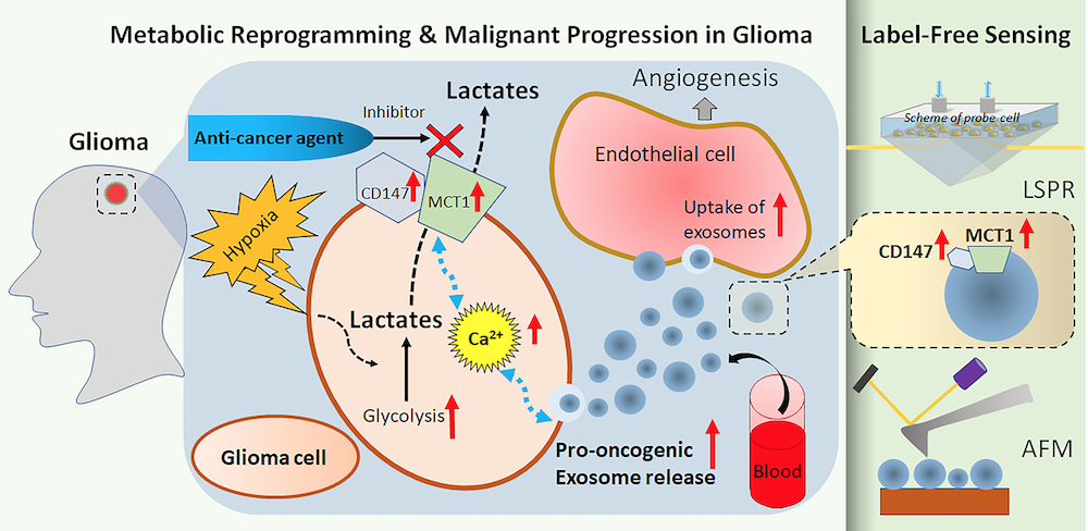  Hypoxic glioma cells 