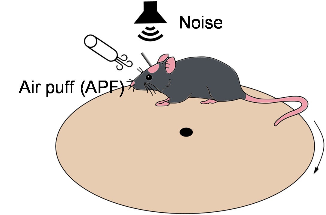 CityU scientists reveal new neurocircuitry essential for animals to sense  environmental cues of imminent danger | City University of Hong Kong