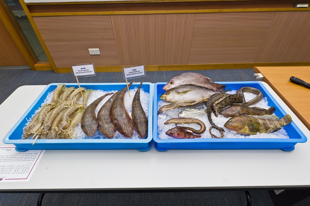 Various types of fisheries captured in Hong Kong waters after the implementation of the trawl ban for a period of time. (Photo source: City University of Hong Kong)