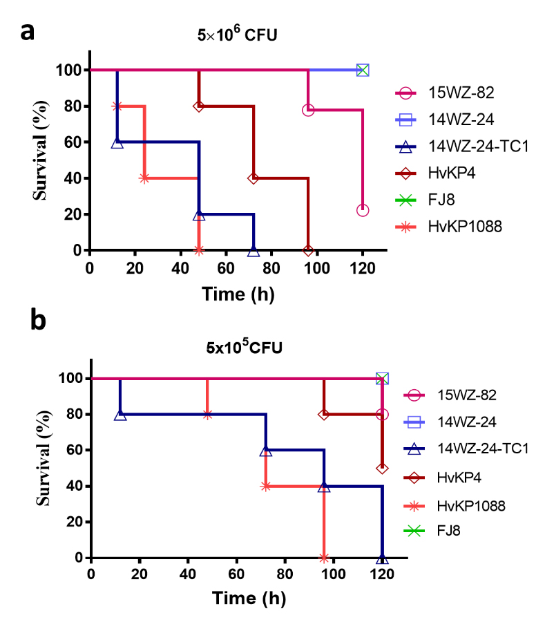 陳教授的團隊進行實驗，比較小鼠感染不同細菌菌株和不同細菌劑量後的存活率。測試菌株分別是從病人身上分離出來的變棲克雷伯菌15WZ-82、典型的ST11耐碳青霉烯類抗生素的肺炎克雷伯菌14WZ-24、高毒性的ST11耐碳青霉烯類肺炎克雷伯菌（即是帶有15WZ-82毒力質粒的）14WZ-24-TC1、作為高毒力對照的HvKP4和HvKP1088，以及作為低毒力對照的FJ8。 從圖a（細菌劑量較高）可見，小鼠感染15WZ-82菌株120小時後死亡率達80%，感染HvKP4的小鼠則96小時後全部死亡，顯示變棲克雷伯菌15WZ-82的毒力雖然低於HvKP4，但遠高於典型的ST11耐碳青霉烯類肺炎克雷伯菌14WZ-24。 從圖b（細菌劑量較低）可見，感染帶有質粒的典型ST11耐碳青霉烯類肺炎克雷伯菌14WZ-24-TC1的小鼠於120小時後便全部死亡，死亡率僅次於高毒力對照的HvKP1088，而且遠高於另一高毒力對照的HvKP4。相反，感染14WZ-24、即沒有此質粒但同樣是耐碳青霉烯類肺炎克雷伯菌的小鼠，則全數生存。 圖片來源: 《自然 – 微生物學》（DOI: 10.1038/s41564-019-0566-7）