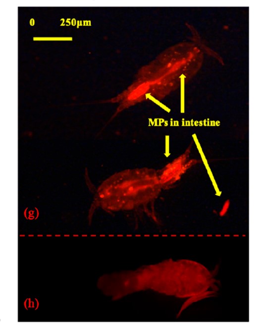 surgical masks threaten the marine ecosystem and food chain