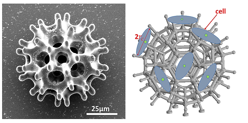 The porous burr-shaped structure of the microrobot is optimal for carrying cell loads through the bloodstream.