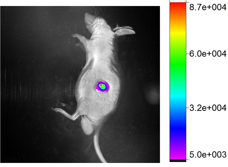 The microrobot successfully transported fluorescent cancer cells to the targeted site in a mouse.