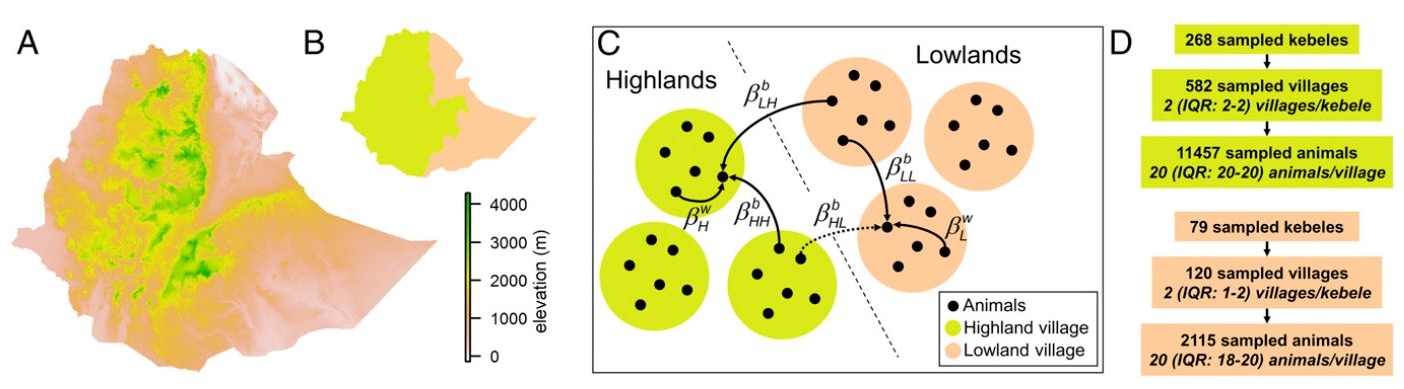 Model structure and serological survey coverage. (A) Elevation in Ethiopia. (B) Division into lowlands (Afar and Somali regions) (brown) and highlands(green). (C) Modeled animals are grouped into villages, which are differentiated as lowlands or highlands. βwr refers to PPRV transmission within a village in region r, and βbkr to intervillage transmission from region k to r. An arrow is dashed as βb HL was set to 0. (D) The number of sampled units.