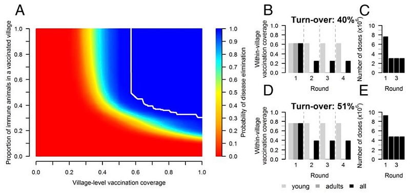 Immunity threshold and vaccination cover-age to eliminate PPRV in lowlands. Vaccine-induced immunity was assumed to be fully protective against infection. (A) Probability of PPRV elimination as a function of the proportion of vaccinated villages and the proportion of immunized animals in each vacci-nated village; the white solid line corresponds to a probability of PPRV elimination of 1. (B) Proportion of a village population to be vaccinated during each yearly campaign to maintain the immunity level above the elimination threshold (37%) under the baseline scenario—40% of the population was renewed each year. (D) Same with a turnover of 51%. (C and E) Number of vaccinated animals/year.