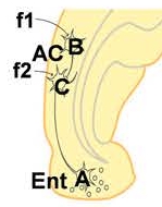  NMDARs in entorhinal cortex neurons