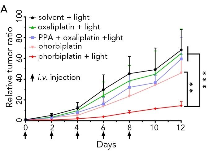 照射紅光後，數據顯示phorbiplatin（最底的紅線）的抗癌活性比奧沙利鉑（綠線）高，即用更低的劑量已經可以有效抑制小鼠體內的乳腺腫瘤生長。 圖片来源: Chem 2019, DOI: 10.1016/j.chempr.2019.08.021