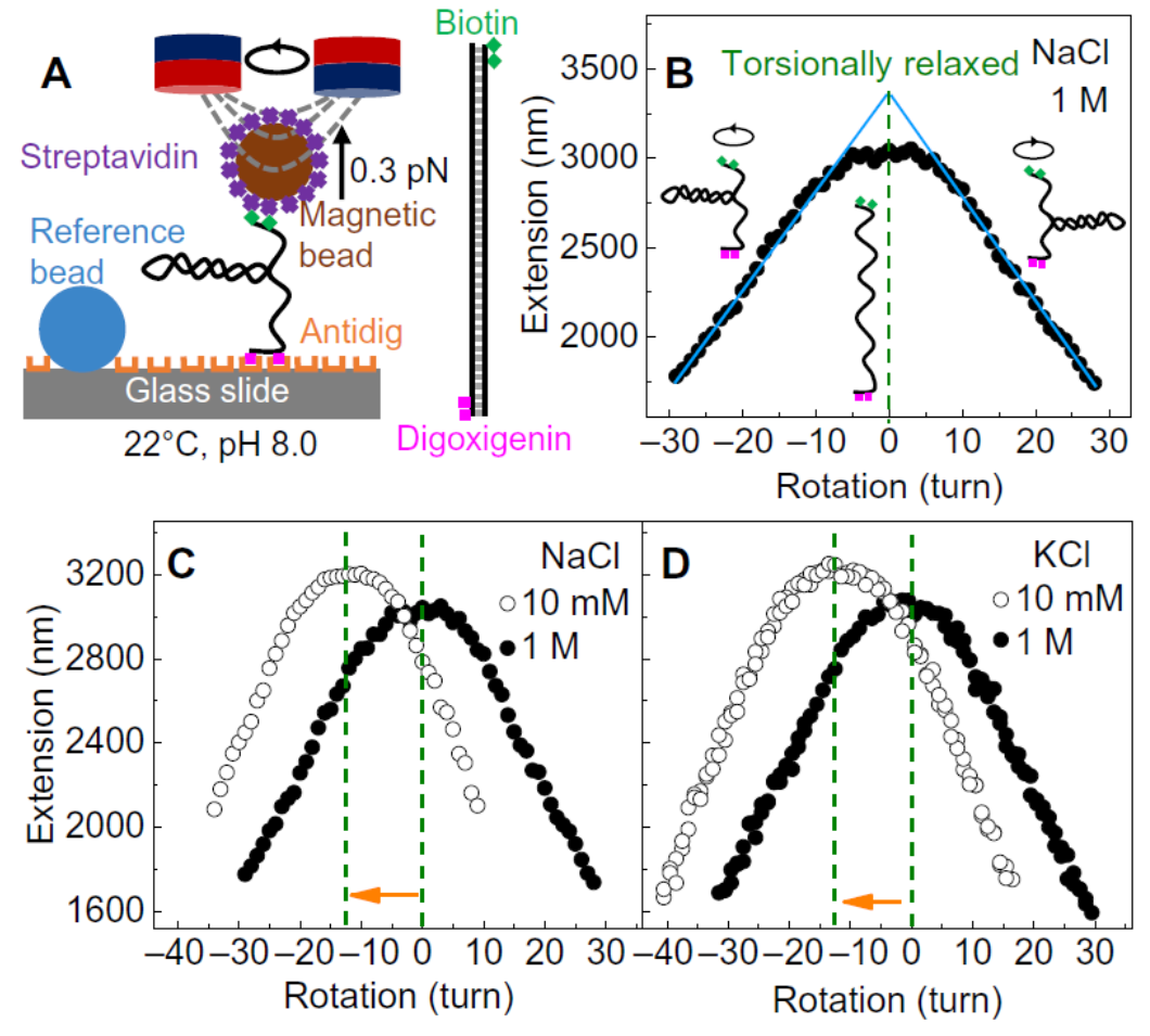 DNA and RNA twist changes