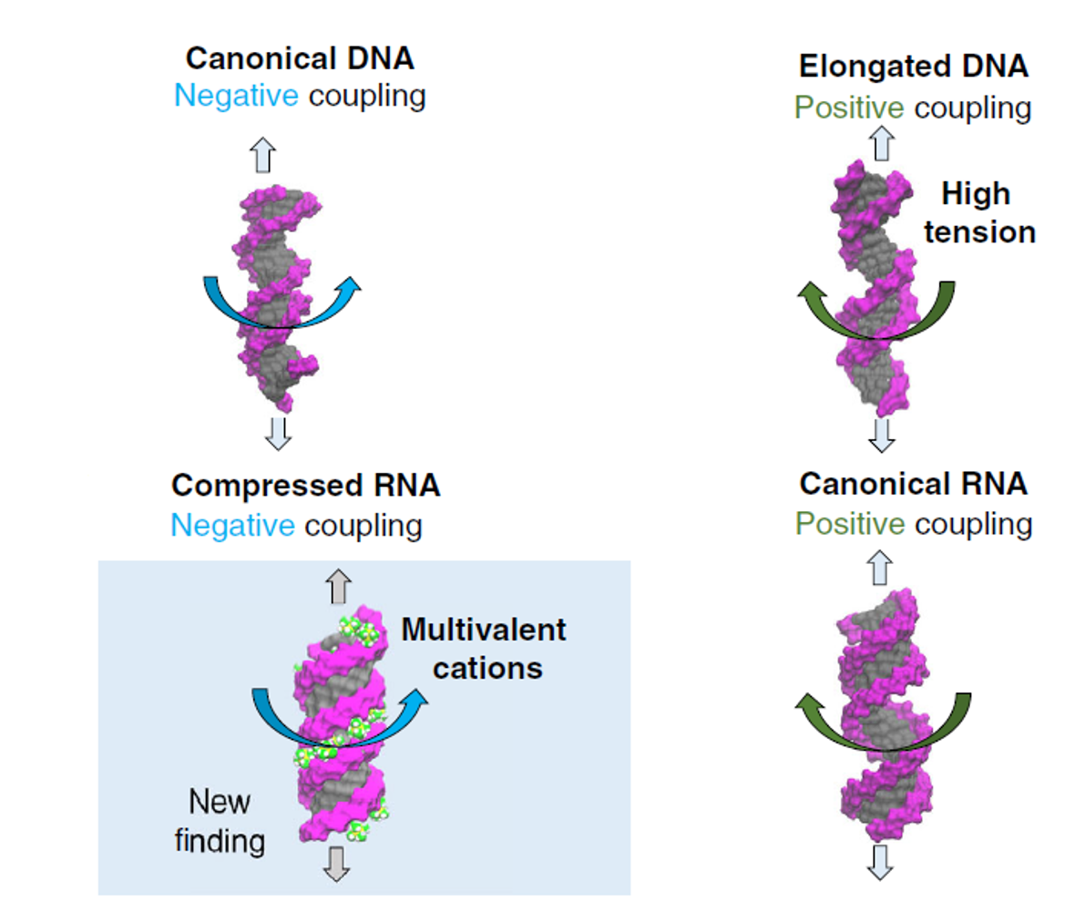 DNA and RNA twist changes