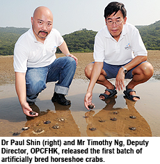 Hong Kong first sees CityU release captive-bred horseshoe crabs